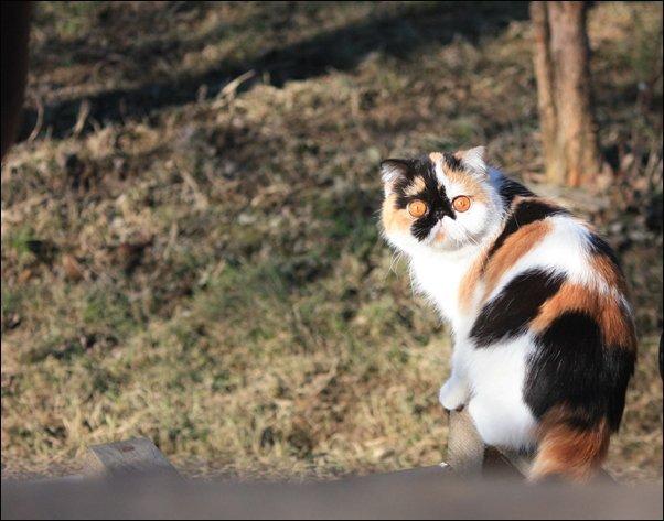 Exotic Santa billede 3