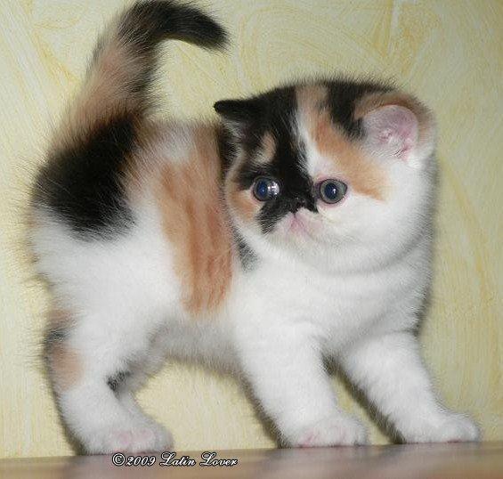 Exotic Santa billede 4