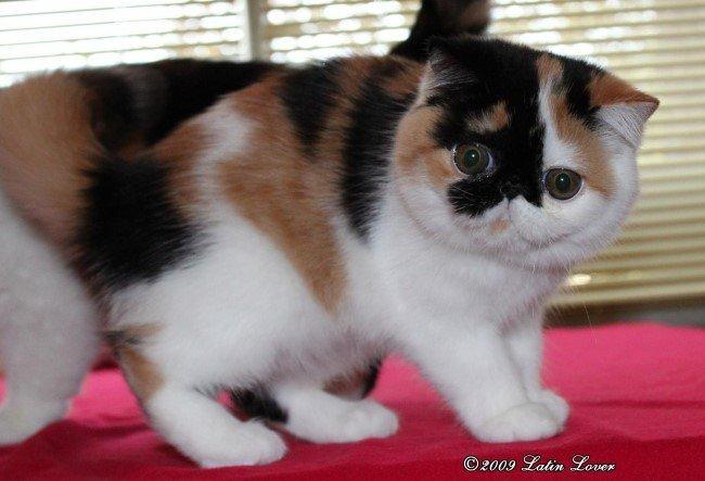 Exotic Santa billede 5