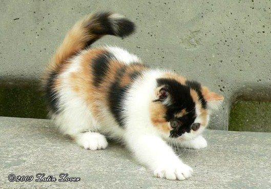 Exotic Santa billede 6