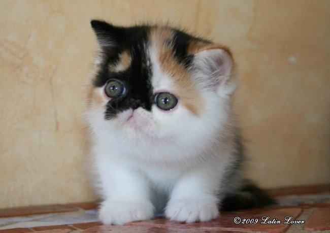 Exotic Santa billede 7