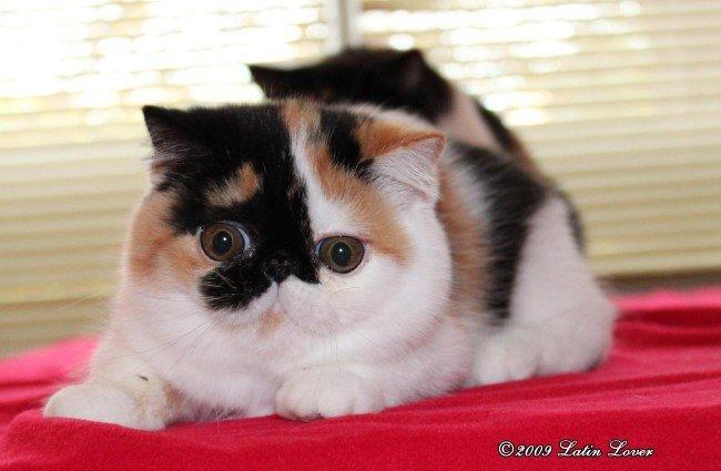 Exotic Santa billede 8