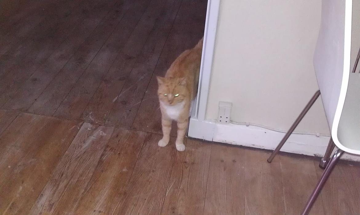 Huskat mogens billede 1