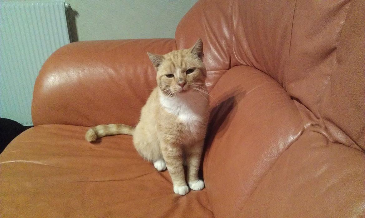 Huskat mogens billede 2