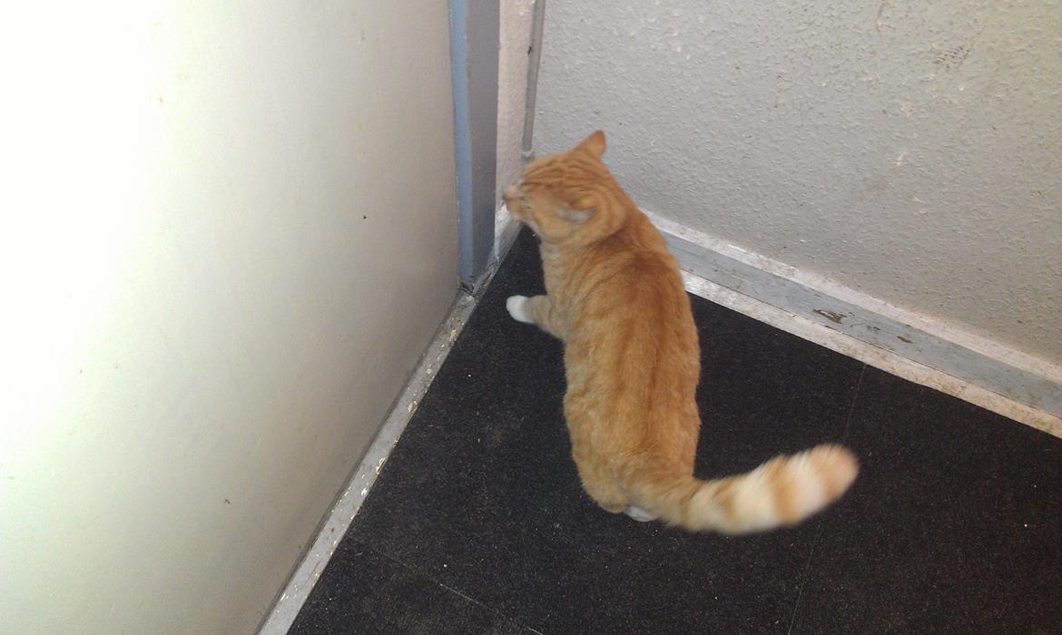 Huskat mogens billede 3