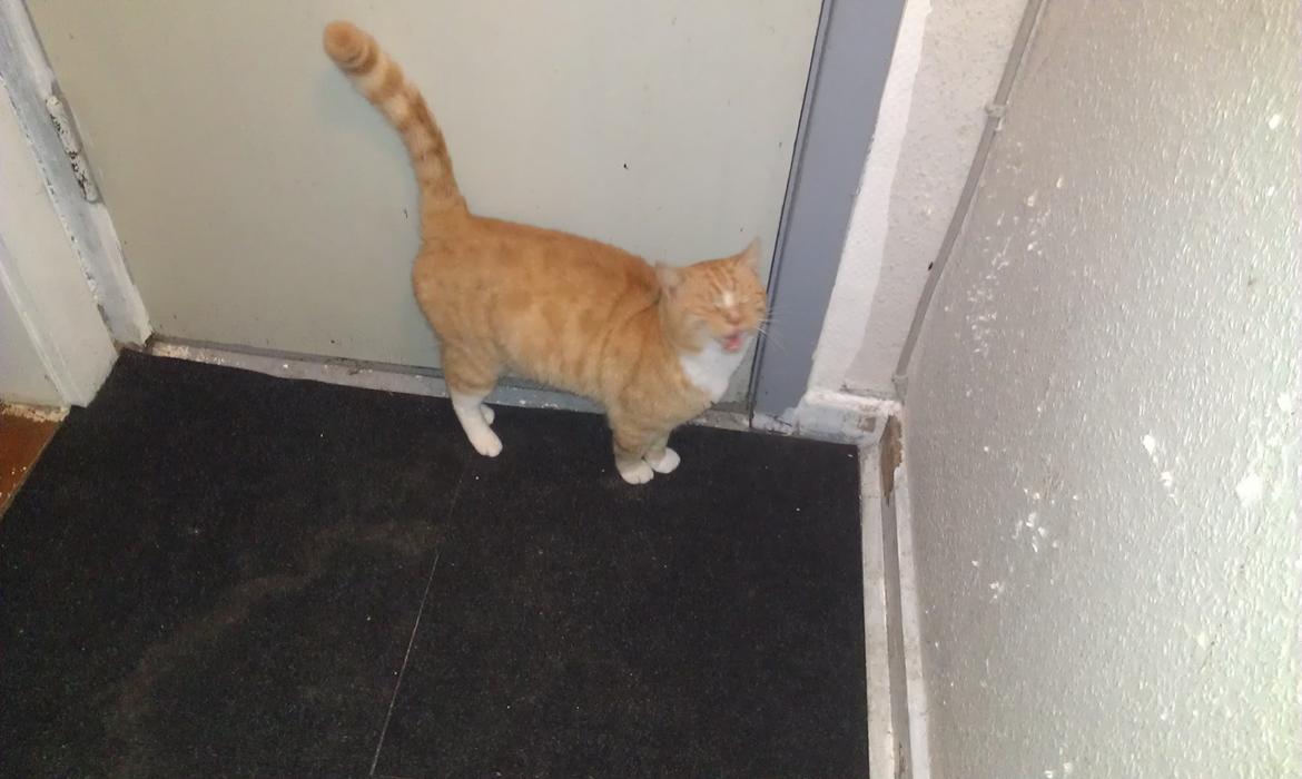 Huskat mogens billede 4