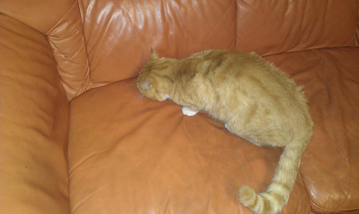 Huskat mogens billede 5