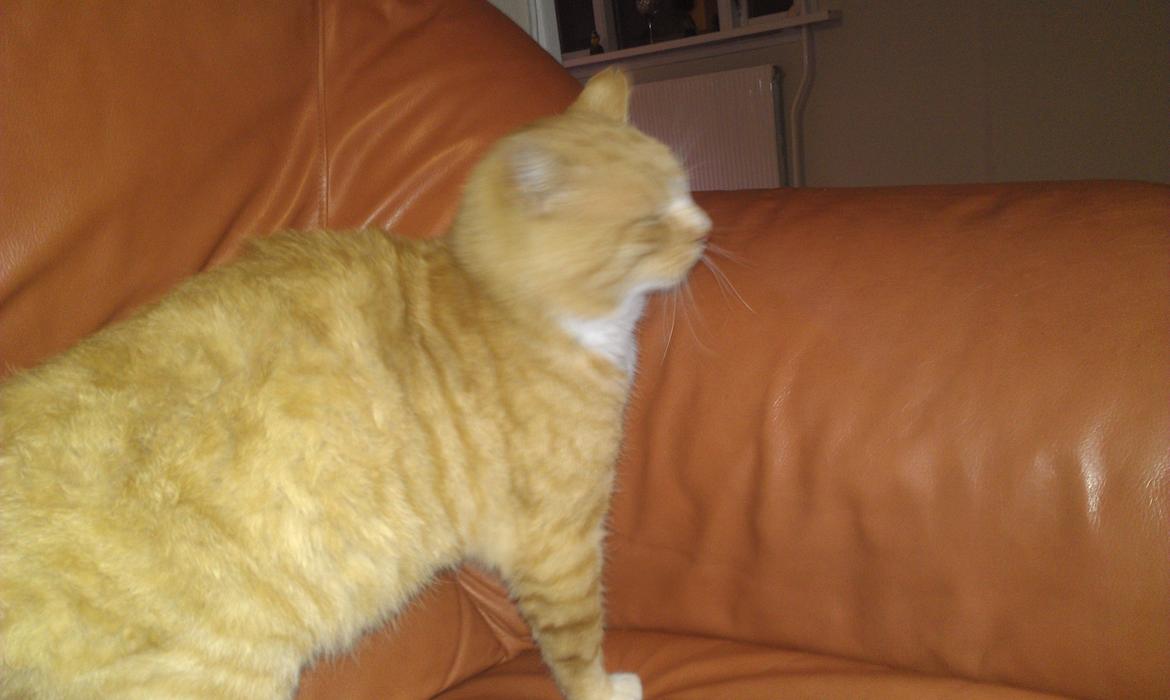 Huskat mogens billede 6