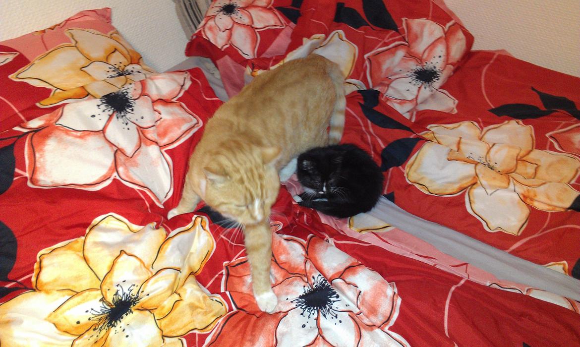 Huskat mogens billede 7