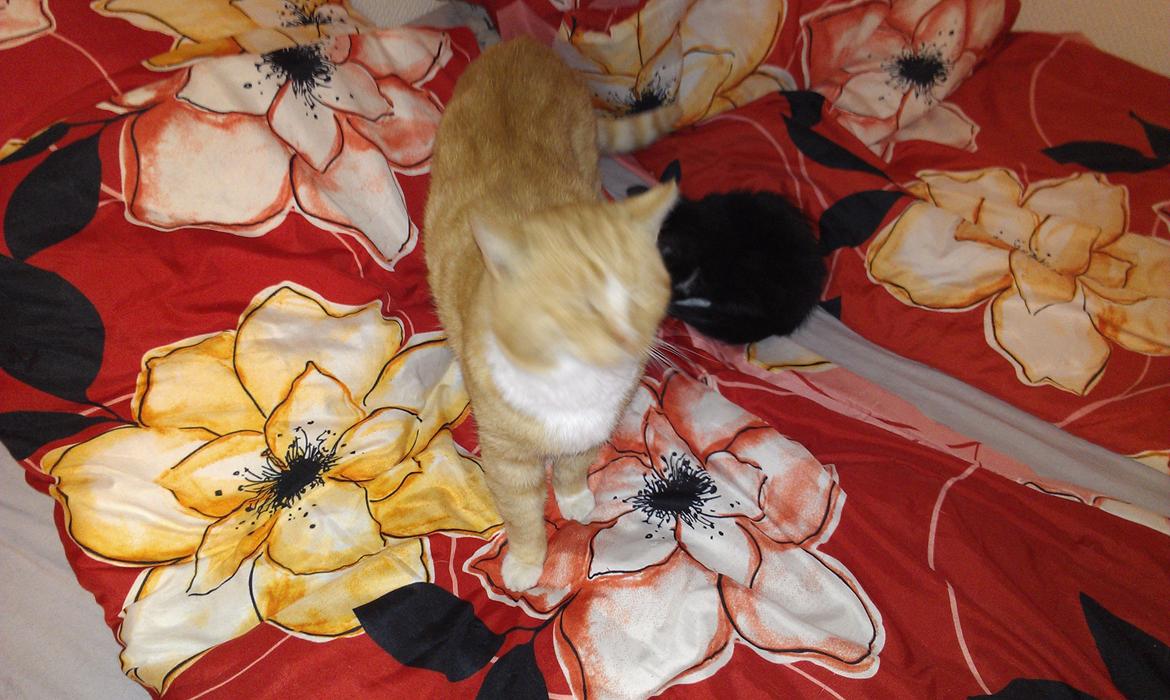 Huskat mogens billede 8