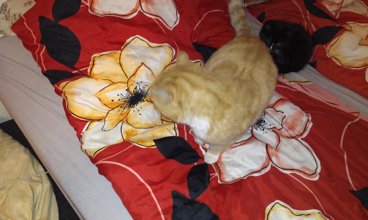 Huskat mogens billede 9