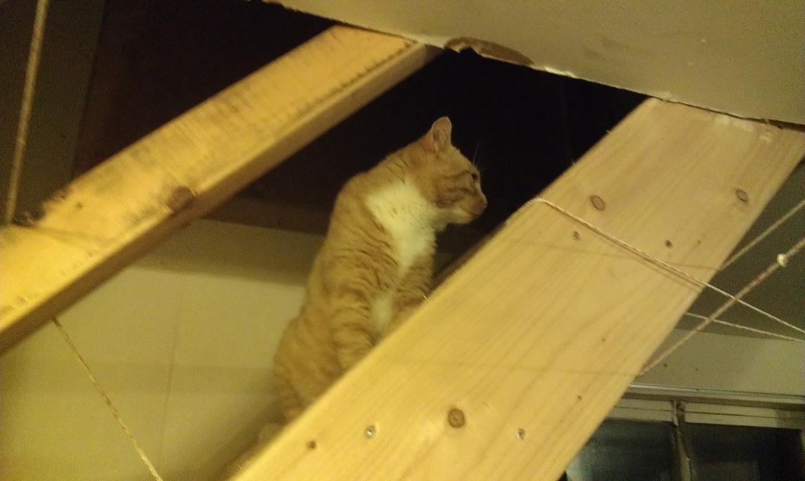 Huskat mogens billede 10