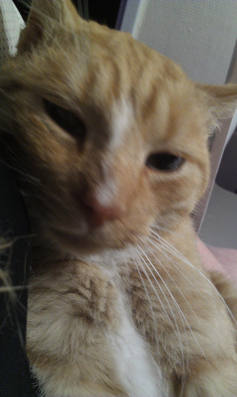 Huskat mogens billede 11