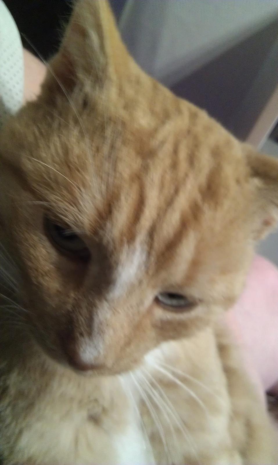 Huskat mogens billede 12