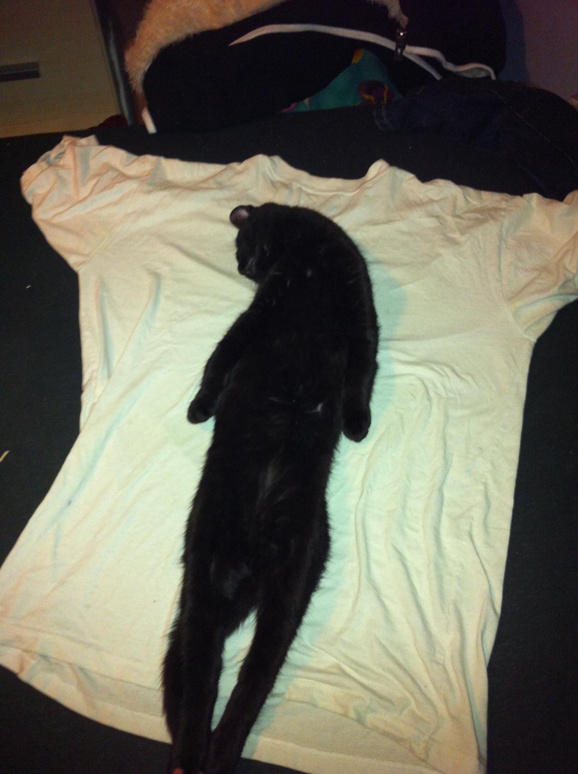 Huskat Spy billede 6