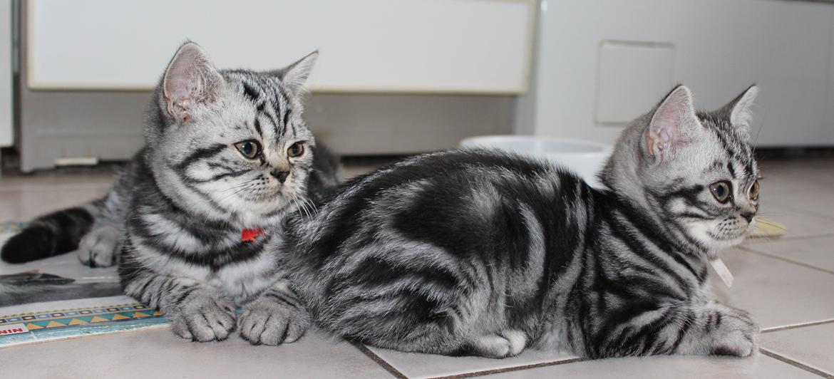 British Shorthair Lovely Louise of Clipper billede 6