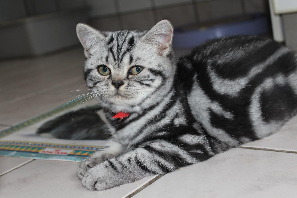 British Shorthair Lovely Louise of Clipper billede 7