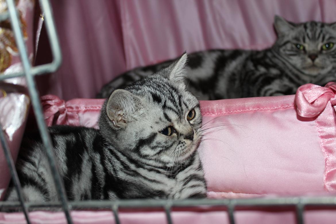 British Shorthair Lovely Louise of Clipper billede 8