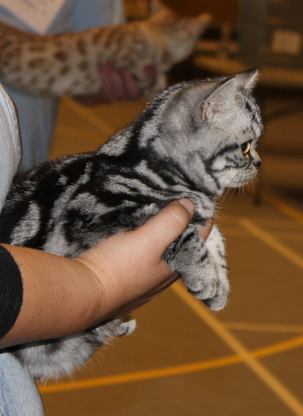 British Shorthair Lovely Louise of Clipper billede 13