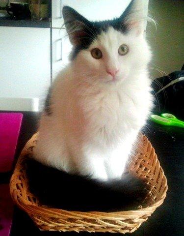 Norsk Skovkat DK Lindvig's Fellini billede 18