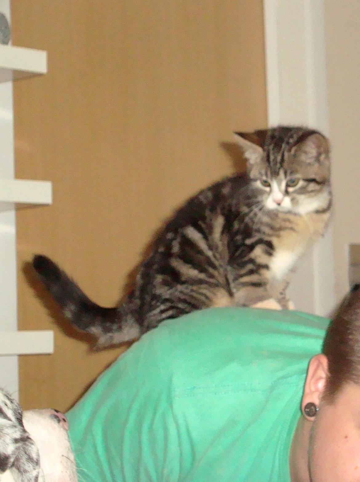 Blanding af racer Bell <3 billede 1