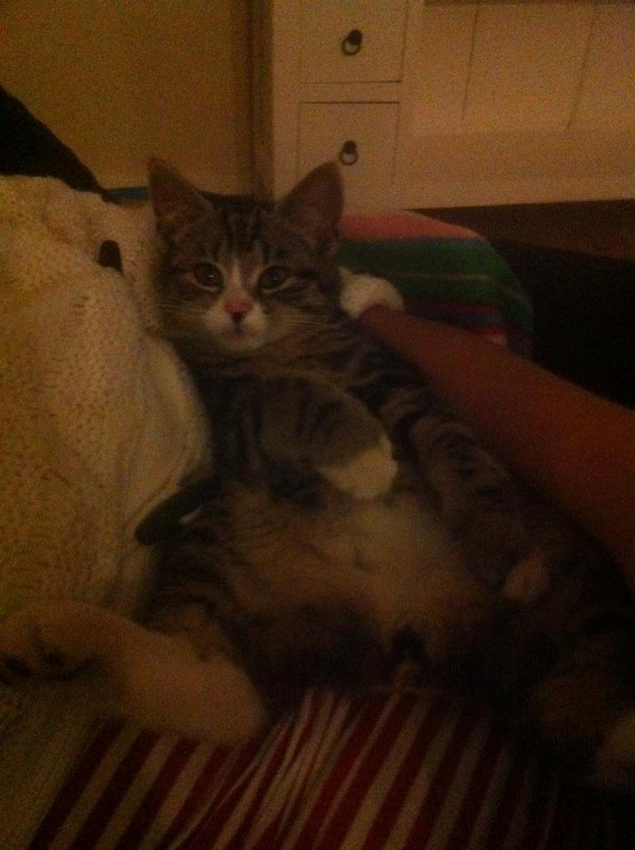 Blanding af racer Bell <3 billede 2