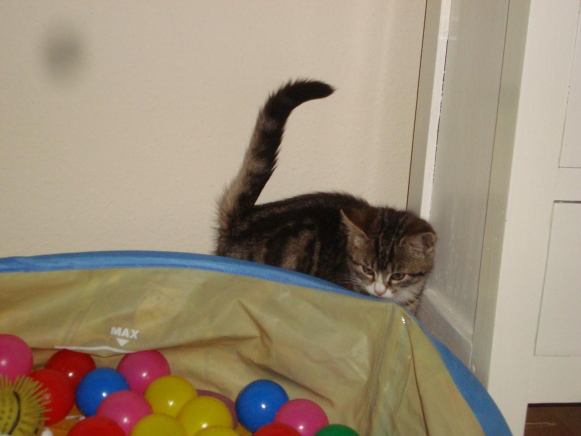 Blanding af racer Bell <3 billede 3