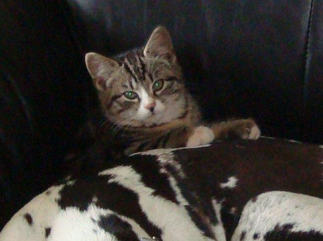 Blanding af racer Bell <3 billede 4