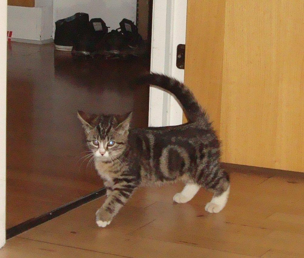 Blanding af racer Bell <3 billede 5