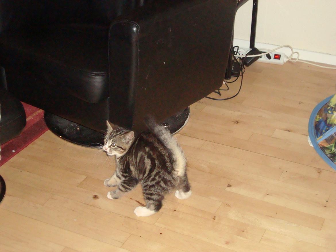 Blanding af racer Bell <3 billede 6