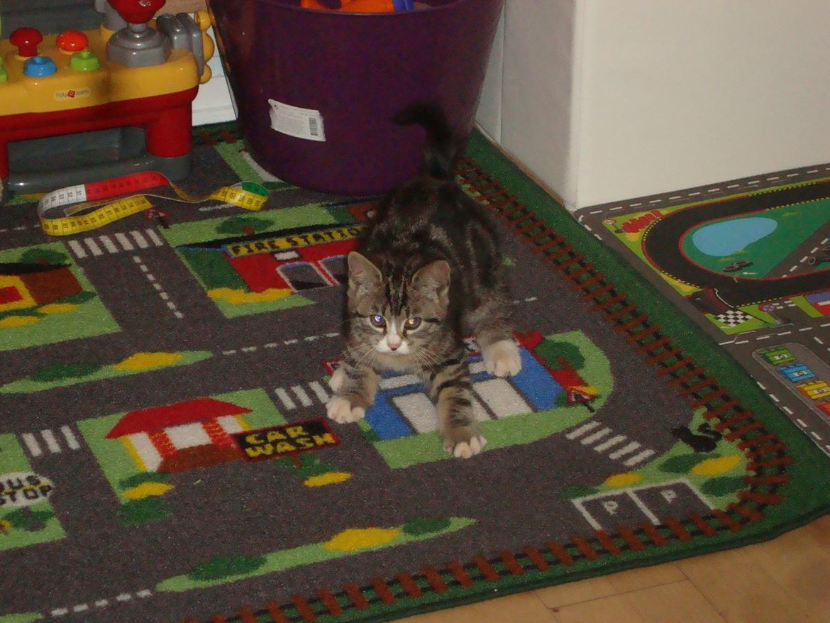 Blanding af racer Bell <3 billede 7