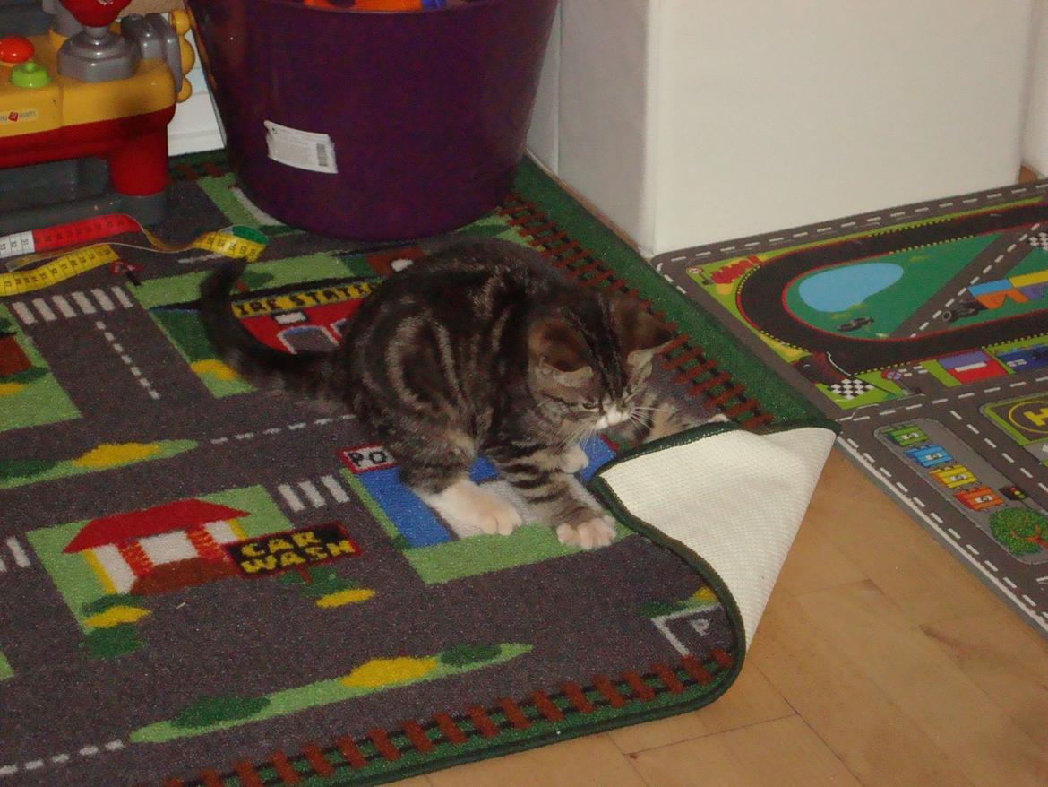 Blanding af racer Bell <3 billede 8