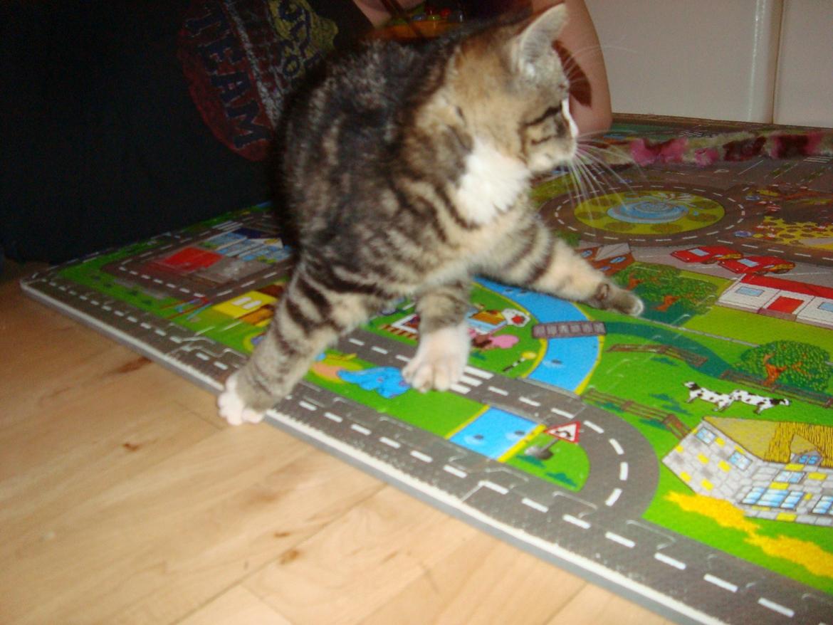 Blanding af racer Bell <3 billede 9