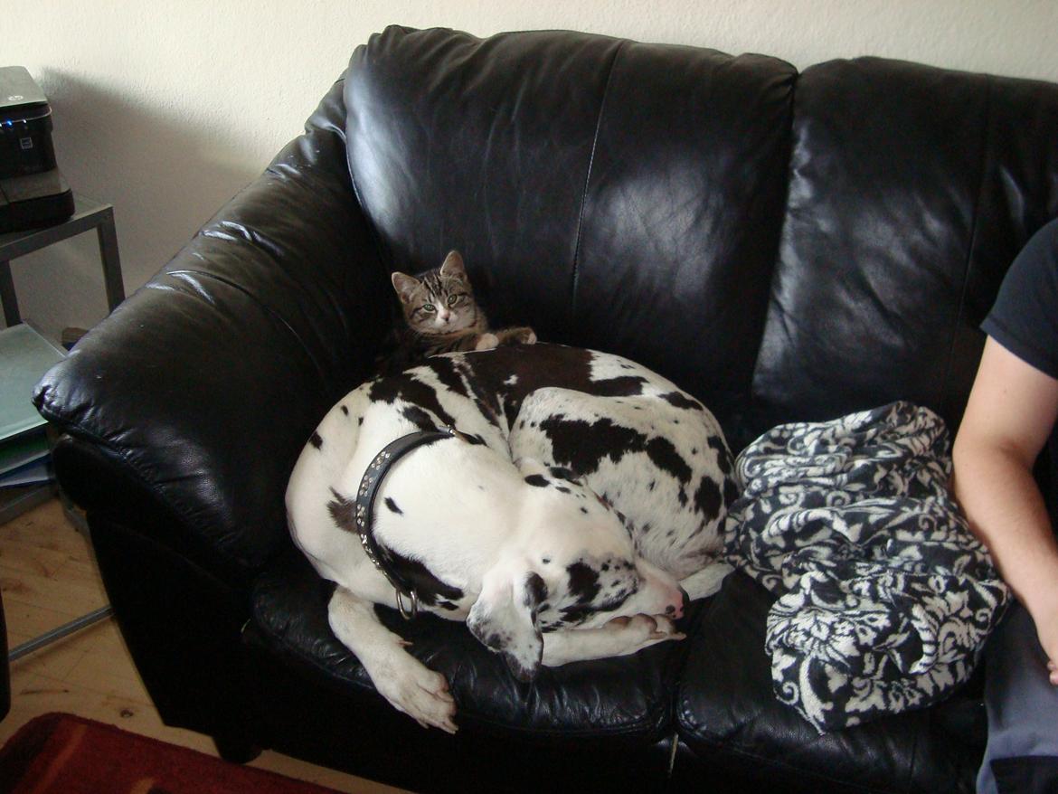 Blanding af racer Bell <3 billede 10