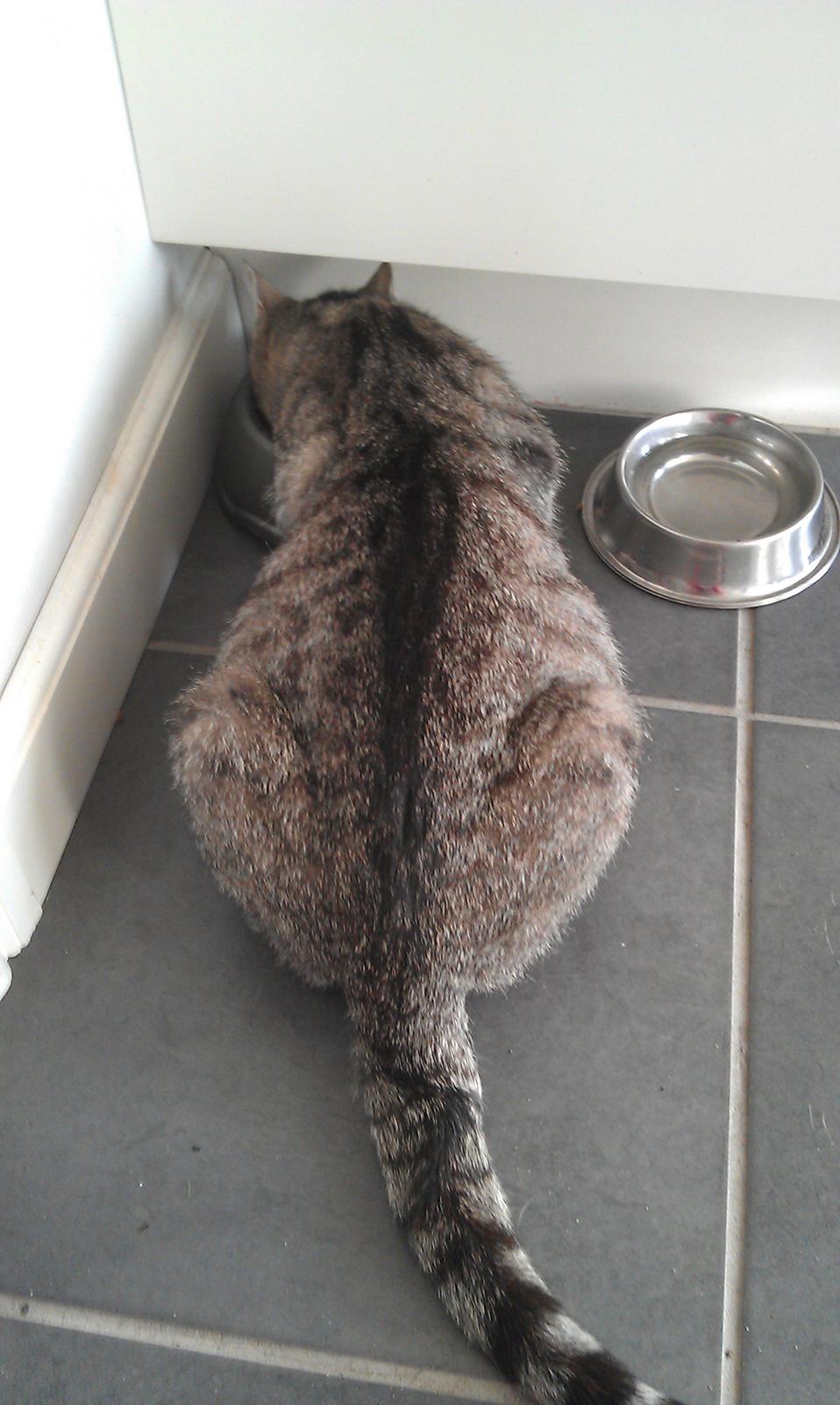 Huskat Takinka - Stor, stor mave... billede 2