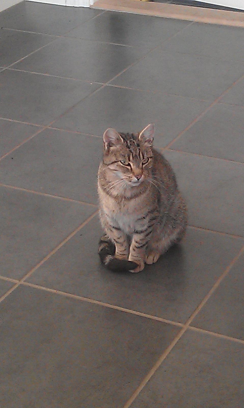 Huskat Takinka billede 1