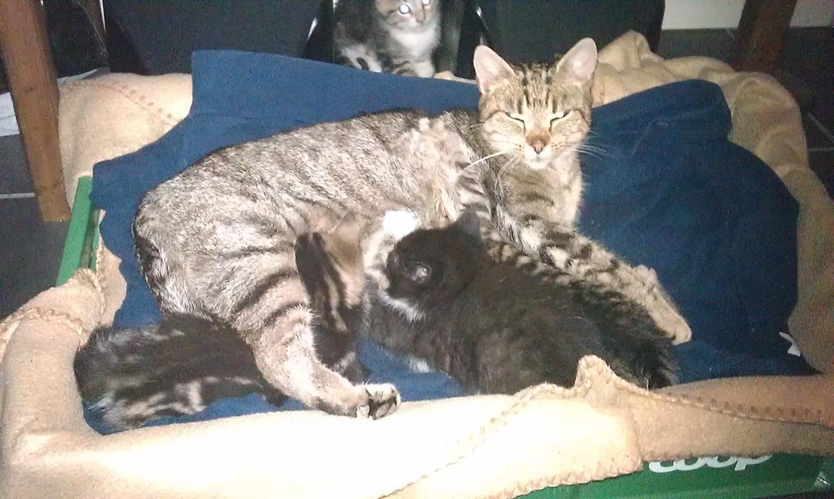 Huskat Takinka billede 5