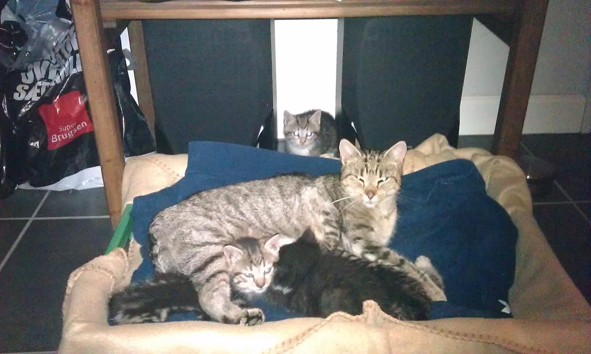 Huskat Takinka billede 6