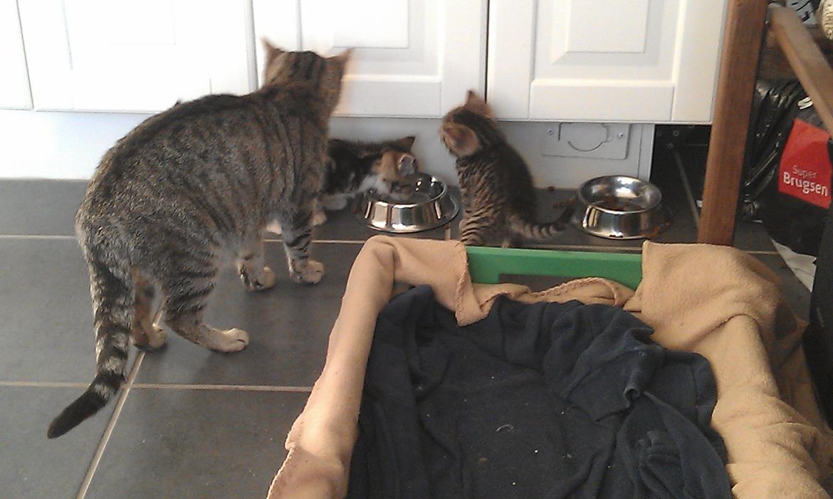 Huskat Takinka billede 7