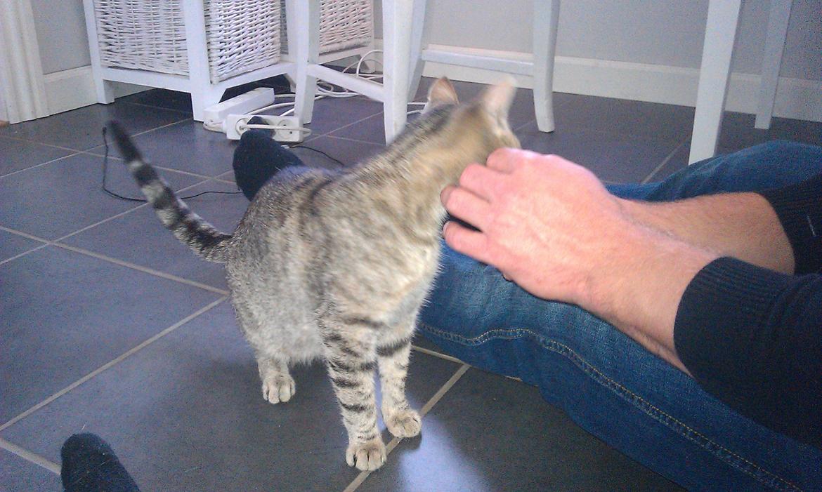 Huskat Takinka billede 8