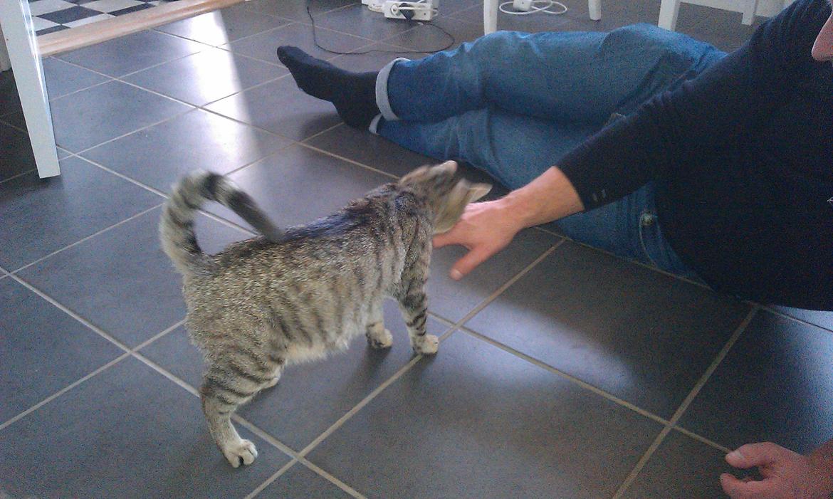 Huskat Takinka billede 9