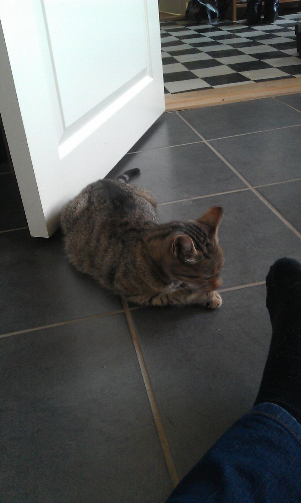 Huskat Takinka billede 10