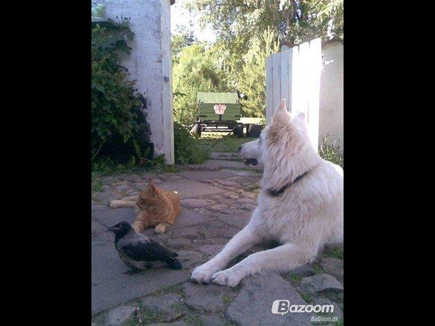 Blanding af racer Indy-  Himmelkat - Indy's bedste venner .  billede 20