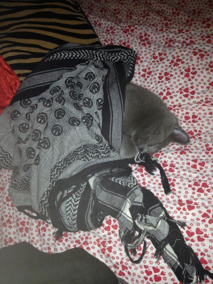 Huskat Putte billede 7