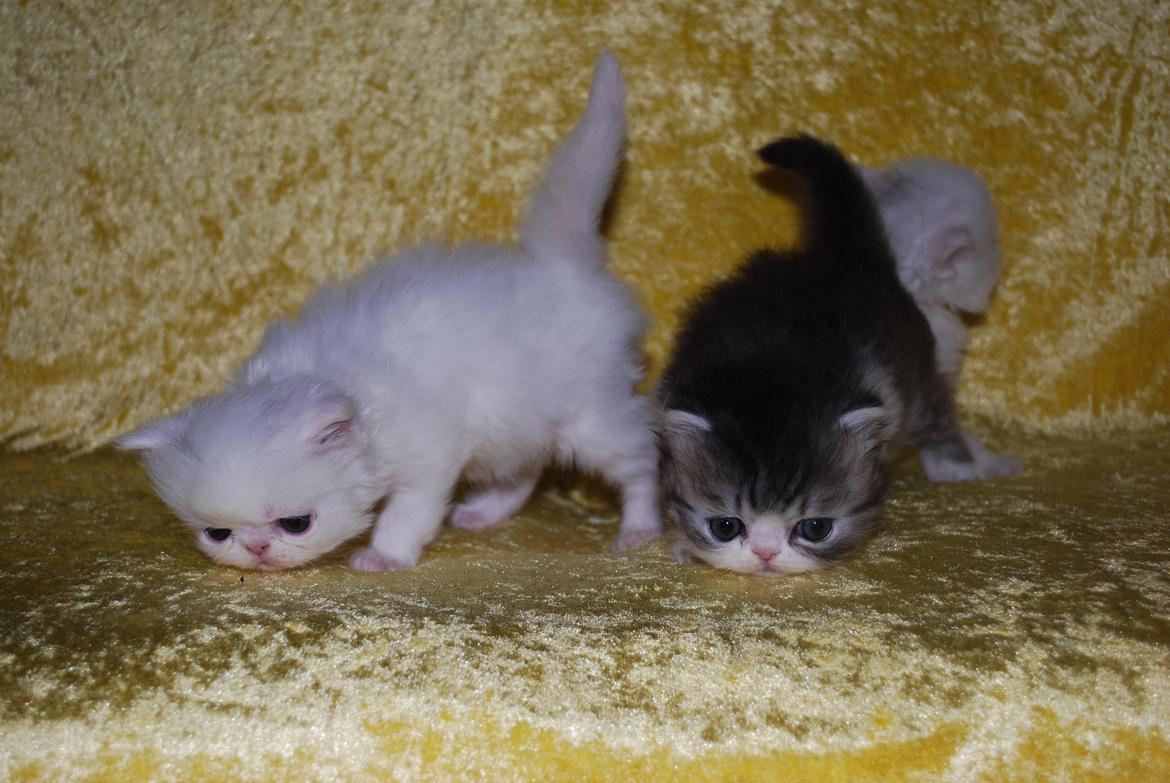 Perser Baltic Bay Prince Charming billede 16