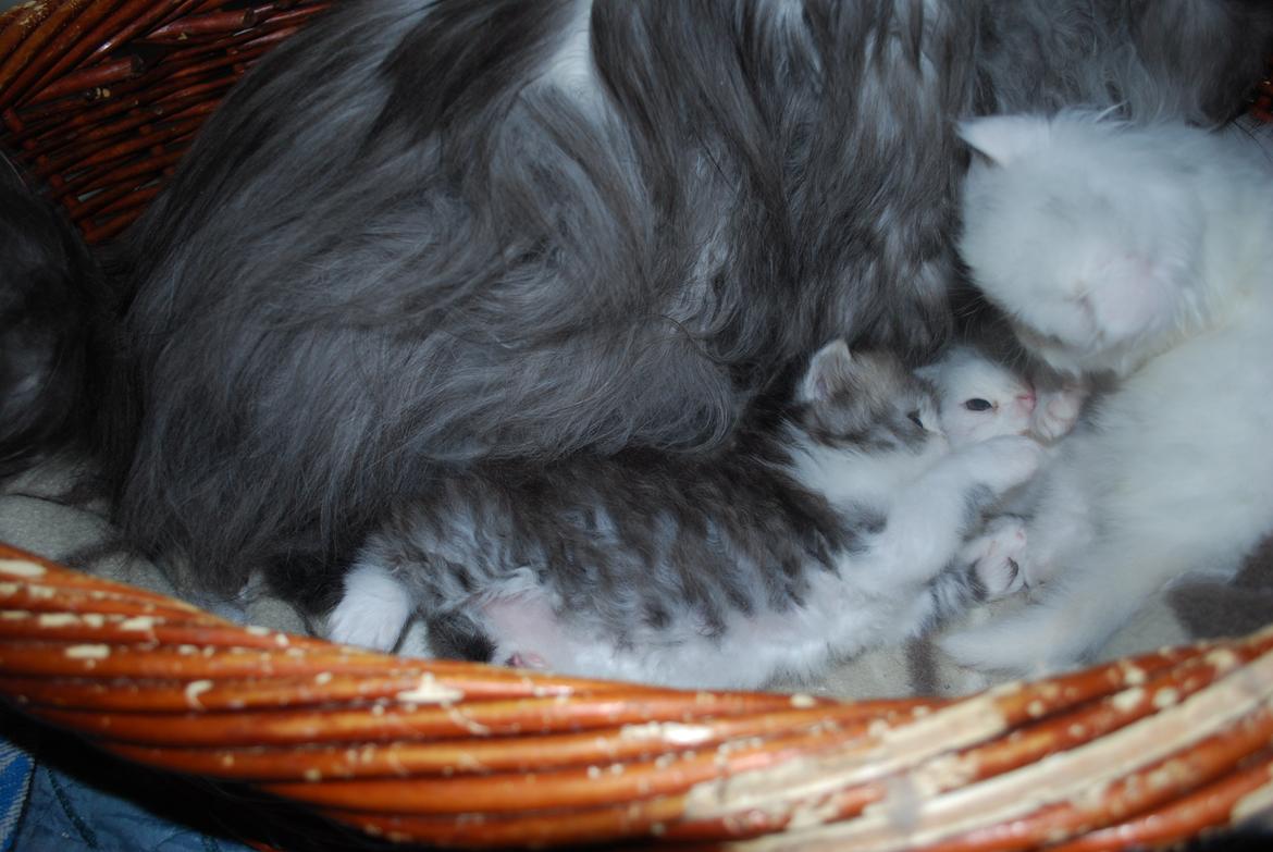 Perser Baltic Bay Prince Charming billede 17