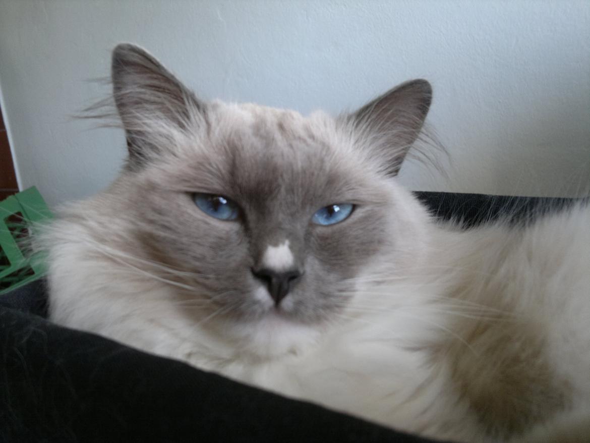 Ragdoll GCA(TICA) PR(FIFe) DK Magicland's Lady Gaga billede 7