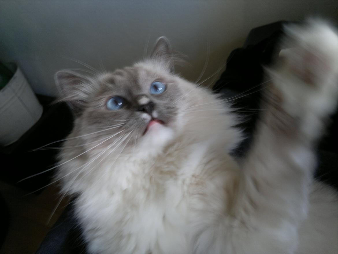 Ragdoll GCA(TICA) PR(FIFe) DK Magicland's Lady Gaga billede 8