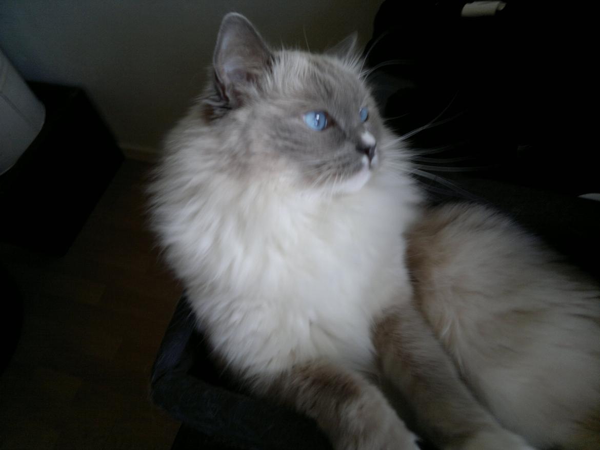 Ragdoll GCA(TICA) PR(FIFe) DK Magicland's Lady Gaga billede 9