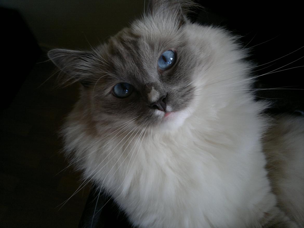 Ragdoll GCA(TICA) PR(FIFe) DK Magicland's Lady Gaga billede 4